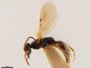  (Pseudisobrachium prolongatum - CCDB-34077-A11)  @11 [ ] CreativeCommons - Attribution (2019) Smithsonian Institution Smithsonian Institution