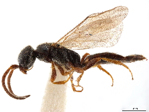  (Pseudisobrachium tridens - CCDB-34077-A12)  @11 [ ] CreativeCommons - Attribution (2019) Smithsonian Institution Smithsonian Institution