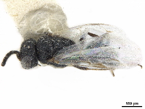 ( - CCDB-34077-C06)  @11 [ ] CreativeCommons - Attribution (2019) Smithsonian Institution Smithsonian Institution