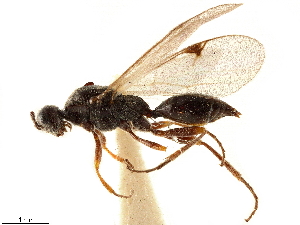  (Phaenoserphus nigripes - CCDB-34077-D02)  @11 [ ] CreativeCommons - Attribution (2019) Smithsonian Institution Smithsonian Institution