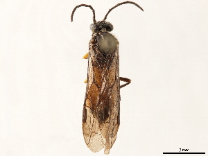  ( - CCDB-34078-B07)  @11 [ ] CreativeCommons - Attribution (2019) Smithsonian Institution Smithsonian Institution