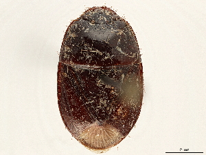  (Paraethus capicola - CCDB-34078-D11)  @11 [ ] CreativeCommons - Attribution (2019) Smithsonian Institution Smithsonian Institution