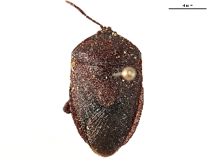  (Dinidorinae - CCDB-34078-E04)  @11 [ ] No Rights Reserved (2019) Smithsonian Institution Smithsonian Institution