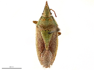  (Acoloba lanceolata - CCDB-34078-H11)  @11 [ ] CreativeCommons - Attribution (2019) Smithsonian Institution Smithsonian Institution