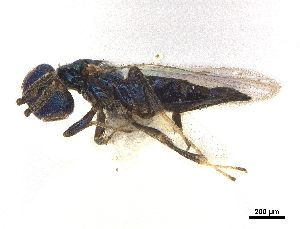  (Elachertodomyia - CCDB-34079-G11)  @11 [ ] CreativeCommons - Attribution (2019) Smithsonian Institution Smithsonian Institution