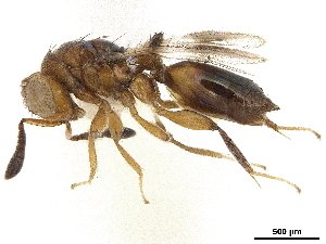  (Ophelosia bifasciata - CCDB-34079-H03)  @11 [ ] CreativeCommons - Attribution (2019) Smithsonian Institution Smithsonian Institution