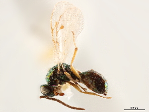  (Miscogaster hortensis - CCDB-34079-H05)  @11 [ ] CreativeCommons - Attribution (2019) Smithsonian Institution Smithsonian Institution