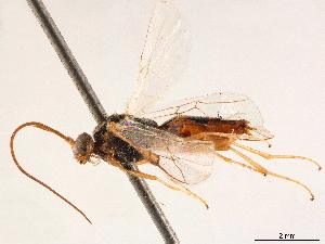  (Microtypus - CCDB-34080-D12)  @11 [ ] CreativeCommons - Attribution (2019) Smithsonian Institution Smithsonian Institution