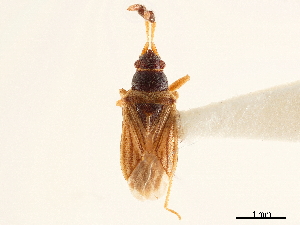  (Ptochiomera nodosa - CCDB-34080-H03)  @11 [ ] CreativeCommons - Attribution (2019) Smithsonian Institution Smithsonian Institution