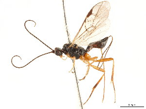 (Microtypus wesmaelii - CCDB-34080-D11)  @11 [ ] CreativeCommons - Attribution Share Alike (2019) CBG Photography Group Centre for Biodiversity Genomics