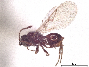  (Paraulacidae - CCDB-34780-B02)  @11 [ ] CreativeCommons - Attribution (2019) Smithsonian Institution Smithsonian Institution
