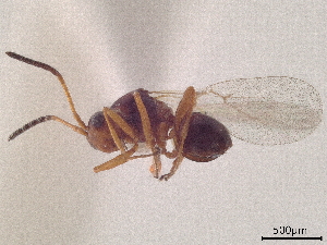  (Lytoxysta - CCDB-34780-H01)  @11 [ ] CreativeCommons - Attribution (2019) Smithsonian Institution Smithsonian Institution