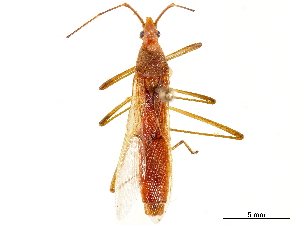  (Leptocorisa oratoria - CCDB-33590-G06)  @11 [ ] CreativeCommons - Attribution (2019) Smithsonian Institution Smithsonian Institution