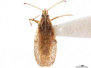  (Cantacader ceylonicus - CCDB-34771-B02)  @11 [ ] CreativeCommons - Attribution (2019) Smithsonian Institution Smithsonian Institution
