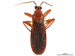  (Cleptria - CCDB-34771-E10)  @11 [ ] CreativeCommons - Attribution (2019) Smithsonian Institution Smithsonian Institution