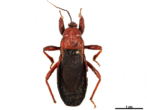  (Ectrichodia - CCDB-34771-F02)  @11 [ ] CreativeCommons - Attribution (2019) Smithsonian Institution Smithsonian Institution