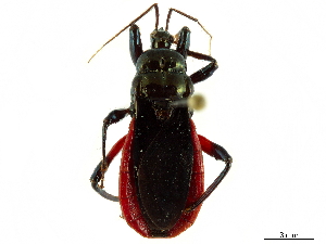  (Ectrychotes haematogaster - CCDB-34771-F04)  @11 [ ] CreativeCommons - Attribution (2019) Smithsonian Institution Smithsonian Institution