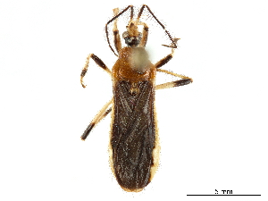  (Tanindrazanus harinhali - CCDB-34771-G03)  @11 [ ] CreativeCommons - Attribution (2019) Smithsonian Institution Smithsonian Institution