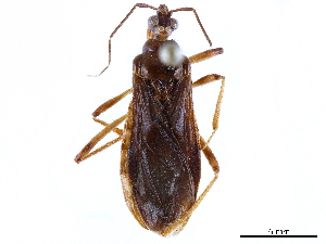  (Tanindrazanus - CCDB-34771-G04)  @11 [ ] CreativeCommons - Attribution (2019) Smithsonian Institution Smithsonian Institution
