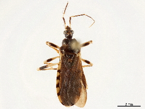  (Toxopus - CCDB-34771-G08)  @11 [ ] CreativeCommons - Attribution (2019) Smithsonian Institution Smithsonian Institution