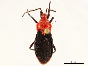  (Zirta - CCDB-34771-G10)  @11 [ ] CreativeCommons - Attribution (2019) Smithsonian Institution Smithsonian Institution