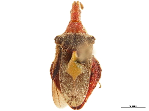  (Macrocephalus cimicoides - CCDB-34774-A06)  @11 [ ] CreativeCommons - Attribution (2019) Smithsonian Institution Smithsonian Institution