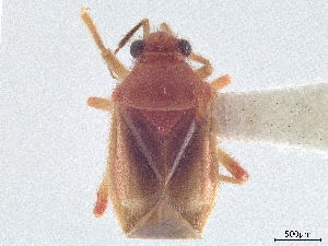  (Eurychilella - CCDB-34774-G12)  @11 [ ] CreativeCommons - Attribution (2019) Smithsonian Institution Smithsonian Institution