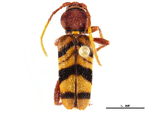  ( - CCDB-34775-B01)  @11 [ ] CreativeCommons - Attribution (2019) Smithsonian Institution Smithsonian Institution