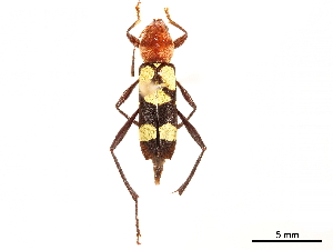 ( - CCDB-34775-C01)  @11 [ ] CreativeCommons - Attribution (2019) Smithsonian Institution Smithsonian Institution