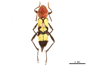  ( - CCDB-34775-C02)  @11 [ ] CreativeCommons - Attribution (2019) Smithsonian Institution Smithsonian Institution