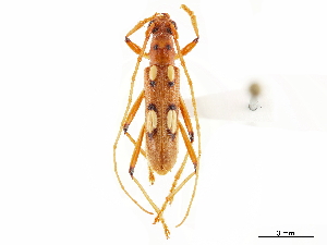  (Beraba cheilaria - CCDB-34775-E10)  @11 [ ] CreativeCommons - Attribution (2019) Smithsonian Institution Smithsonian Institution