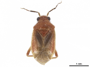  (Pachymerocerista - CCDB-34776-A03)  @11 [ ] CreativeCommons - Attribution (2019) Smithsonian Institution Smithsonian Institution