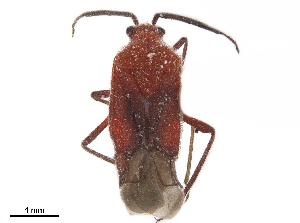  (Dominicanocoris - CCDB-34776-C09)  @11 [ ] CreativeCommons - Attribution (2019) Smithsonian Institution Smithsonian Institution