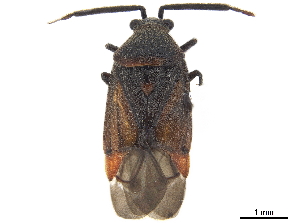  (Largidea - CCDB-34776-C10)  @11 [ ] CreativeCommons - Attribution (2019) Smithsonian Institution Smithsonian Institution