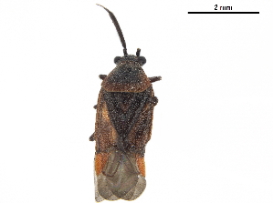  ( - CCDB-34776-C11)  @11 [ ] CreativeCommons - Attribution (2019) Smithsonian Institution Smithsonian Institution