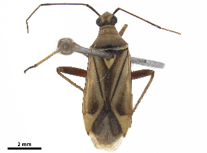  (Closterocoris - CCDB-34776-F03)  @11 [ ] CreativeCommons - Attribution (2019) Smithsonian Institution Smithsonian Institution