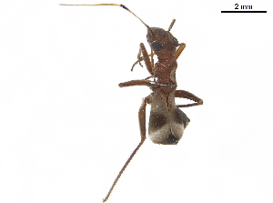  ( - CCDB-34776-F04)  @11 [ ] CreativeCommons - Attribution (2019) Smithsonian Institution Smithsonian Institution