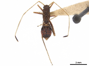  (Paraxenetus - CCDB-34776-F11)  @11 [ ] CreativeCommons - Attribution (2019) Smithsonian Institution Smithsonian Institution