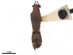  (Xenetus - CCDB-34776-G01)  @11 [ ] CreativeCommons - Attribution (2019) Smithsonian Institution Smithsonian Institution