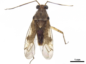  (Argenis - CCDB-34776-H01)  @11 [ ] CreativeCommons - Attribution (2019) Smithsonian Institution Smithsonian Institution
