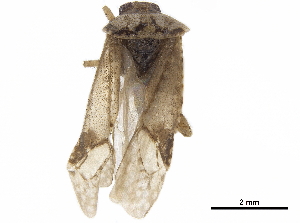  ( - CCDB-34776-H04)  @11 [ ] CreativeCommons - Attribution (2019) Smithsonian Institution Smithsonian Institution