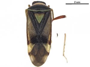  (Calondas - CCDB-34776-H07)  @11 [ ] CreativeCommons - Attribution (2019) Smithsonian Institution Smithsonian Institution