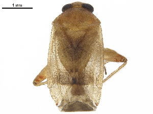  (Dagbertus minensis - CCDB-34776-H10)  @11 [ ] CreativeCommons - Attribution (2019) Smithsonian Institution Smithsonian Institution