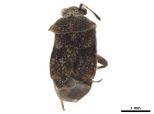  (Derophthalma reuteriana - CCDB-34777-A02)  @11 [ ] CreativeCommons - Attribution (2019) Smithsonian Institution Smithsonian Institution