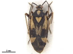  ( - CCDB-34777-B01)  @11 [ ] CreativeCommons - Attribution (2019) Smithsonian Institution Smithsonian Institution