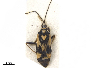  ( - CCDB-34777-B02)  @11 [ ] CreativeCommons - Attribution (2019) Smithsonian Institution Smithsonian Institution
