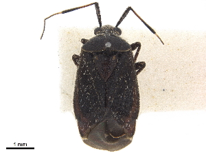  (Lampethusa collaris - CCDB-34777-B07)  @11 [ ] CreativeCommons - Attribution (2019) Smithsonian Institution Smithsonian Institution