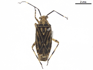  (Piasus - CCDB-34777-C12)  @11 [ ] CreativeCommons - Attribution (2019) Smithsonian Institution Smithsonian Institution