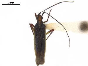  (Neotropicomiris - CCDB-34777-E08)  @11 [ ] CreativeCommons - Attribution (2019) Smithsonian Institution Smithsonian Institution