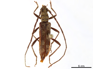  (Protomallocera hilairei - CCDB-34778-D12)  @11 [ ] CreativeCommons - Attribution (2019) Smithsonian Institution Smithsonian Institution
